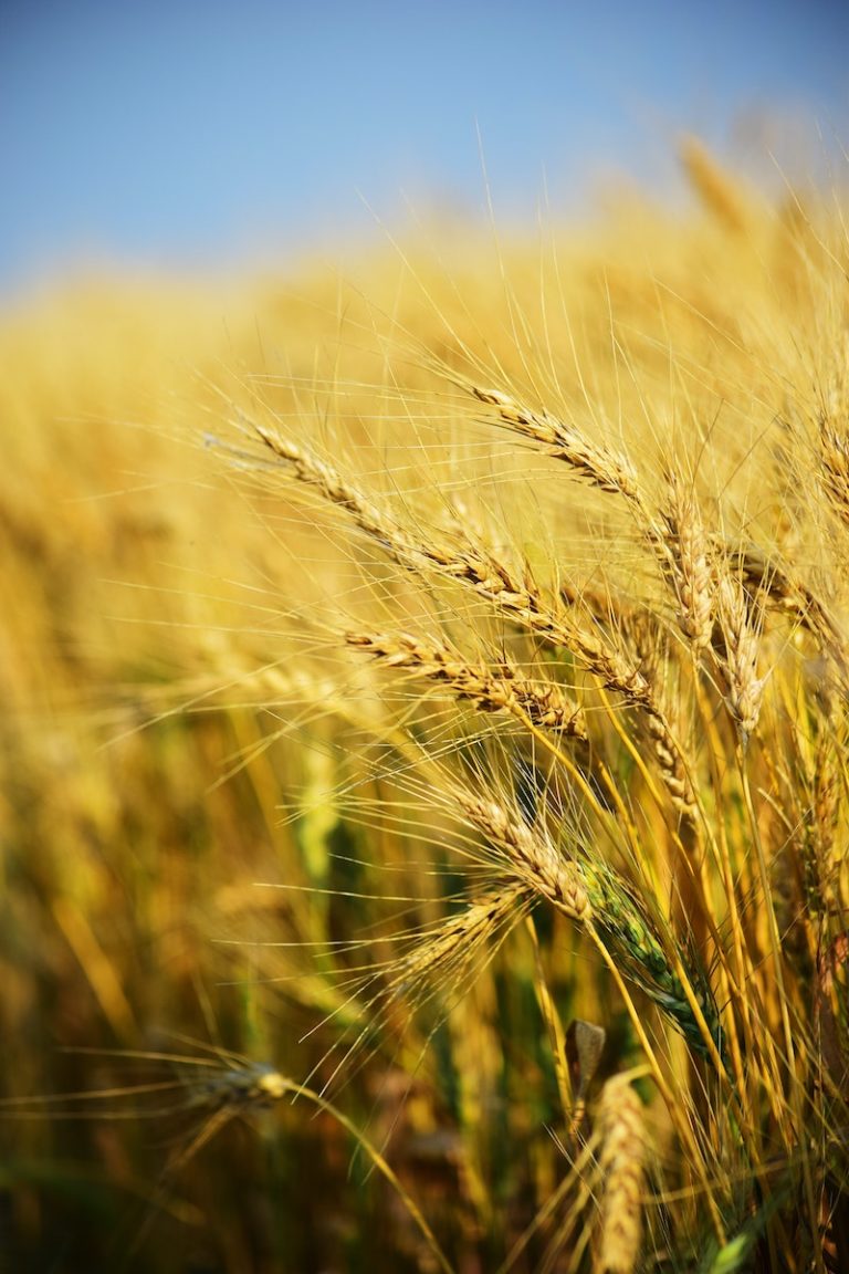 grain crop