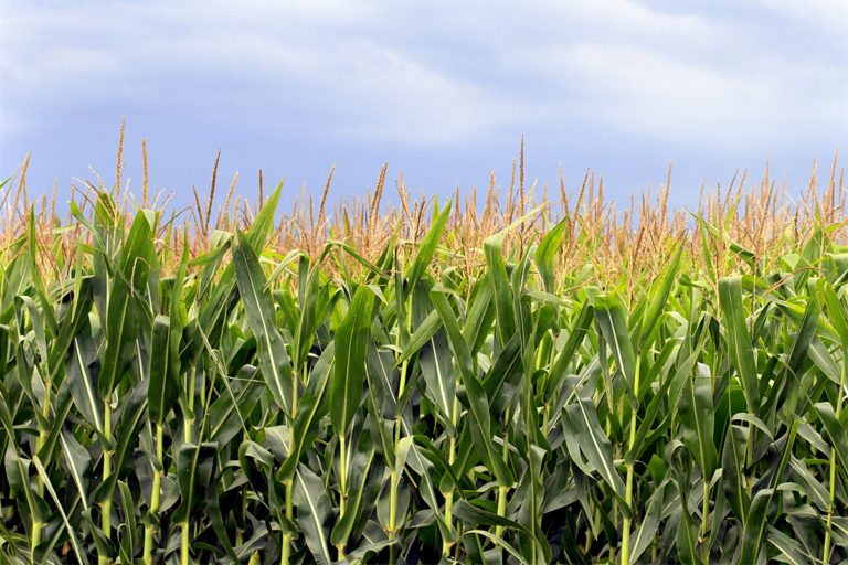 Corn fields with cloudy sky in the background