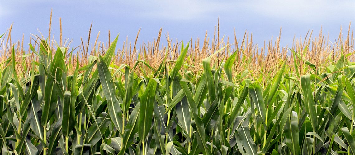 Close up of mature corn field with cloudy sky in the background